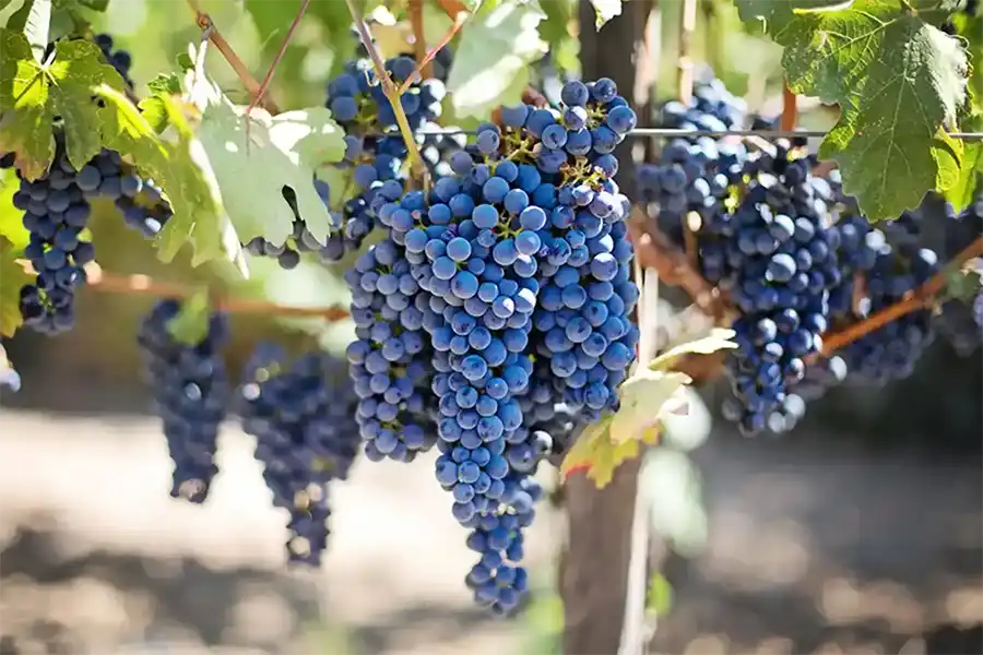 De belles grappes de raisin bien fournies sur leur pied de vigne pour La Table de 3 à Bordeaux